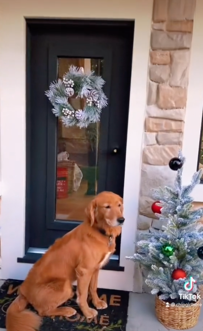 Checa la espectacular casa donde vive un perrito que se hizo viral