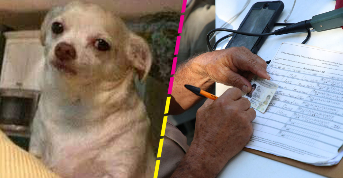 perro-firmas-revocacion-mandato-ine