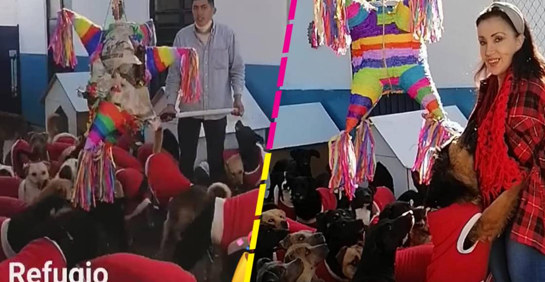 Suave fiesta: Refugio hace una posada para perritos y se vuelve viral
