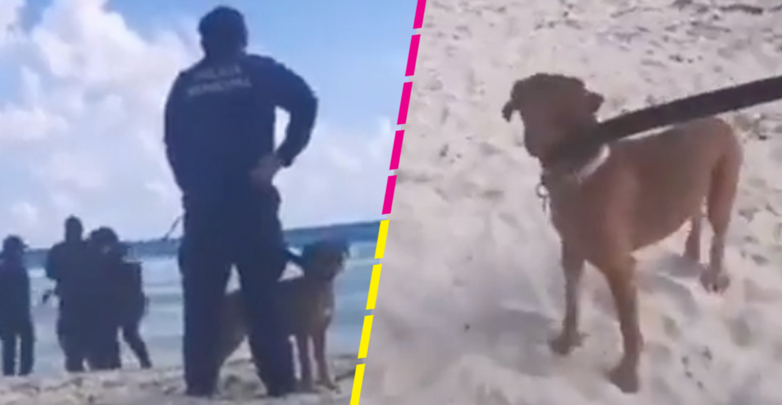 someten-pasear-perro-playa-prohibida-cancun
