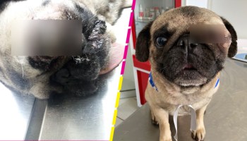 Veterinario opera gratis y consigue familia a un perrito que le llevaron para dormirlo