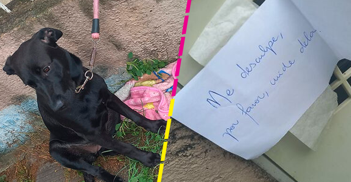"Lo siento, por favor, cuídala": Abandonan a perrita en la calle con una nota, croquetas y una cobija