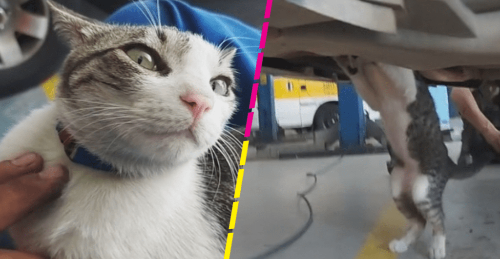 Michi chambeador: Rescatan a gatito y ahora trabaja como mecánico junto a su dueño