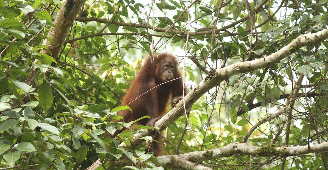 borneo-isla-indonesia-orangutan-capital-bosque-mineria-aceite-palma