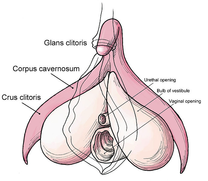 clitoris-modelo-3D