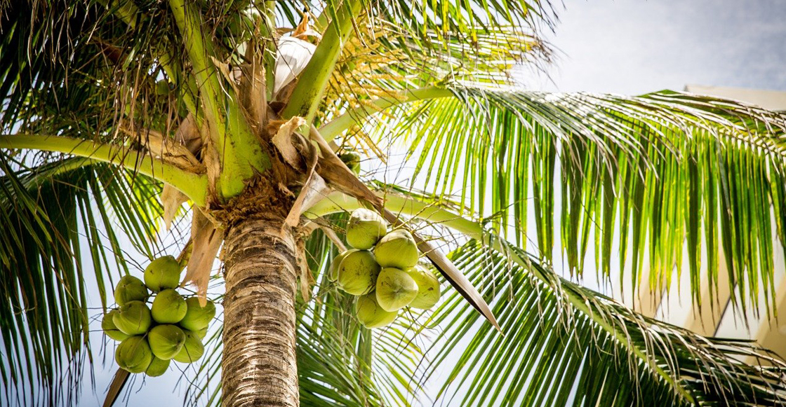 cocos-rellenos-cocaina