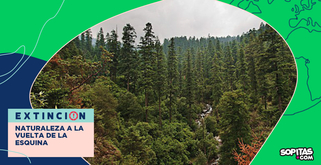 extincion-la-naturaleza-esta-a-la-vuelta-de-la-esquina