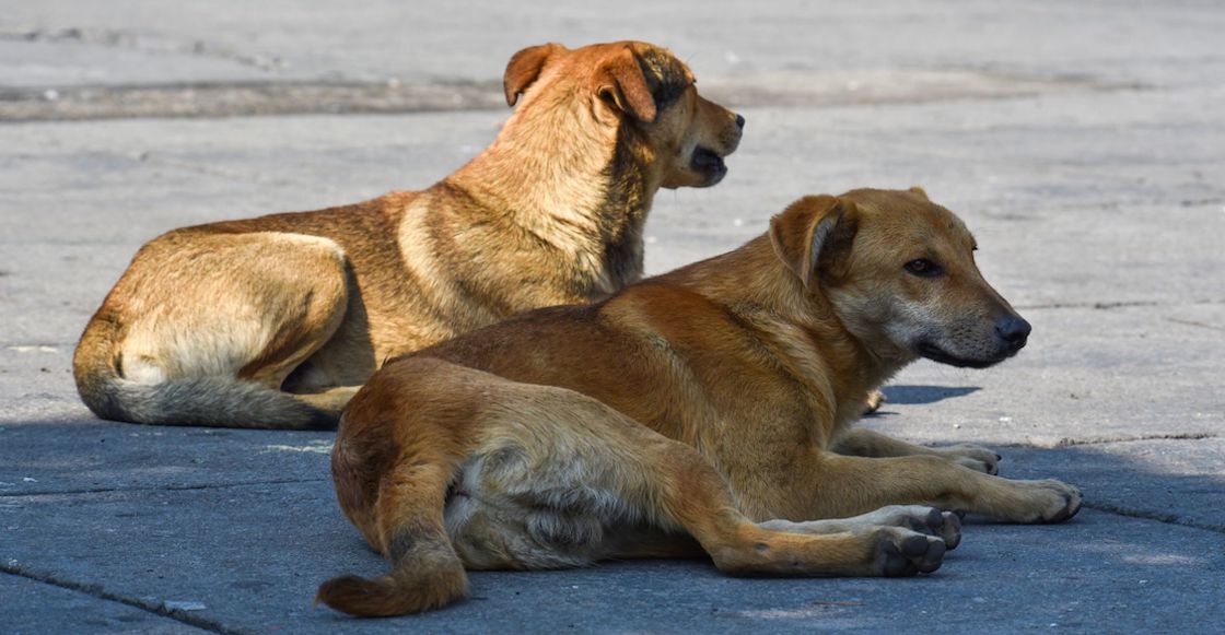 firus-perrito-tabasco
