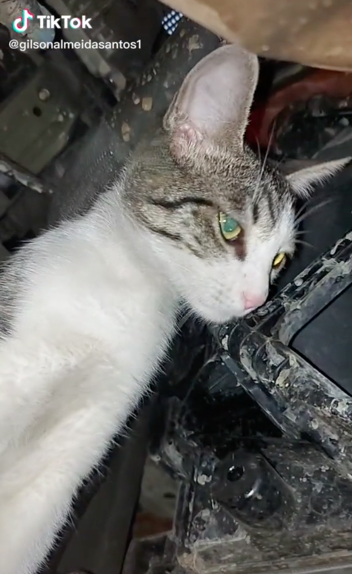 Michi chambeador: Rescatan a gatito y ahora trabaja como mecánico junto a su dueño