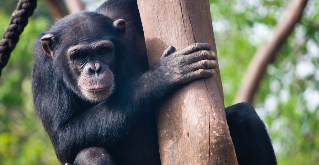guerra-chimpances-gorilas-ciencia-estudio-gabon-parque-nacional
