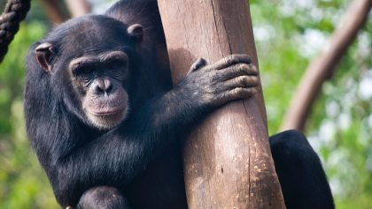 guerra-chimpances-gorilas-ciencia-estudio-gabon-parque-nacional