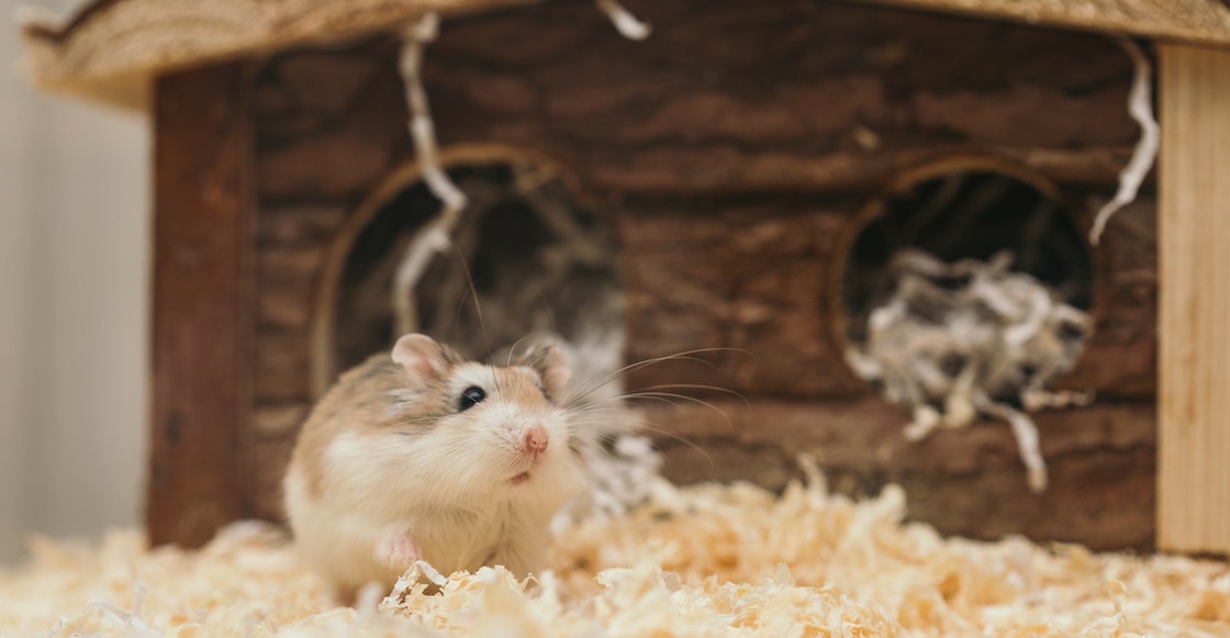 hong-kong-sacrificara-miles-hamsteres-china