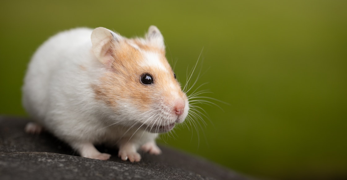 hong-kong-sacrificara-miles-hamsteres-covid