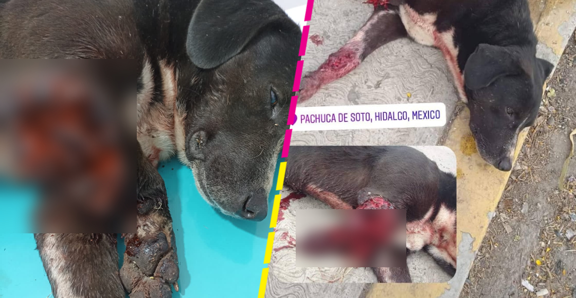 #JusticiaParaCapulín: Piden ayuda para perrito torturado con explosivos en Hidalgo