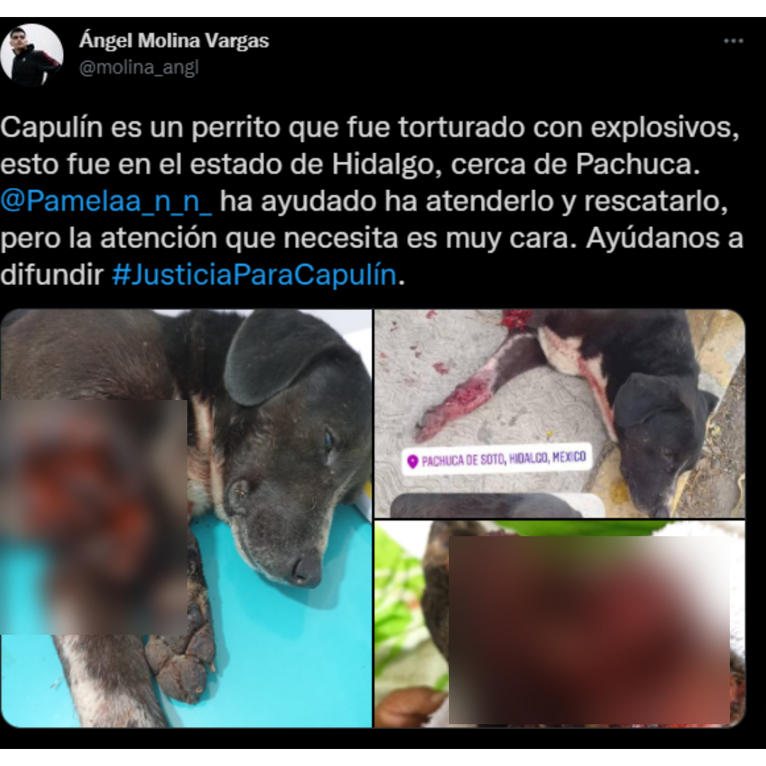 #JusticiaParaCapulín: Piden ayuda para perrito torturado con explosivos en Hidalgo