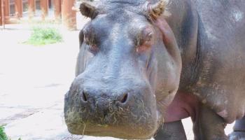 murio-hipopotamo-zoologico-san-juan-aragon-ines