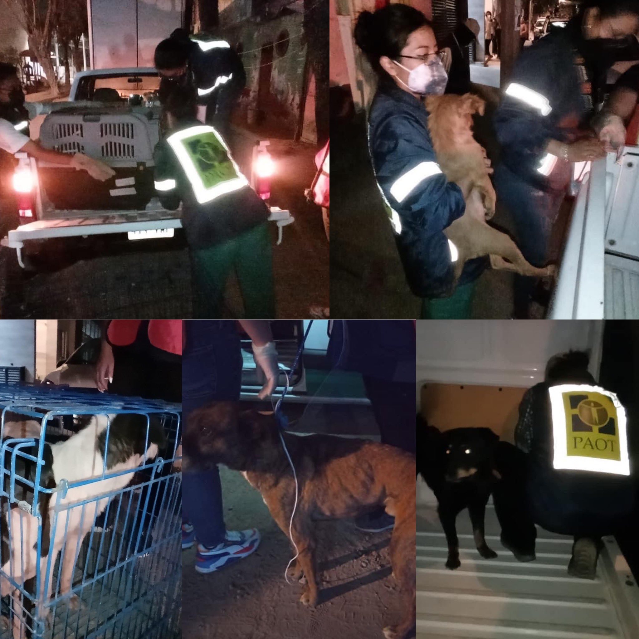 perros-rescate-paot-cdmx