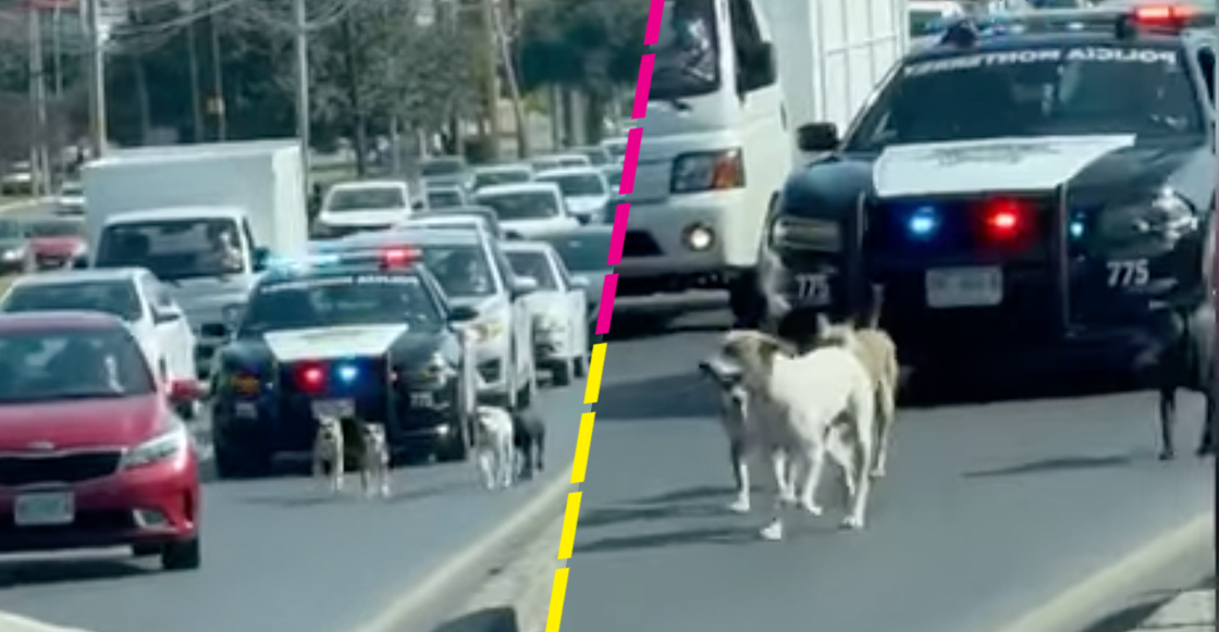 Héroes sin capa: Policías detienen el tráfico para escoltar a unos perritos en Monterrey
