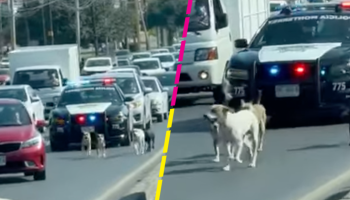 Héroes sin capa: Policías detienen el tráfico para escoltar a unos perritos en Monterrey
