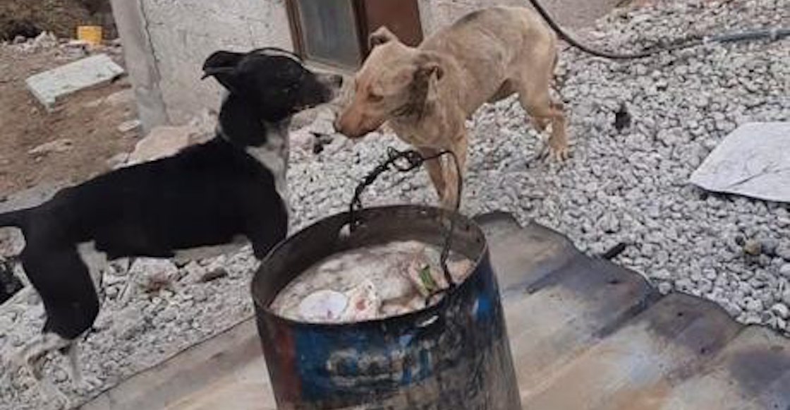 rescatan-perritos-coacalco