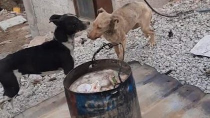 rescatan-perritos-coacalco