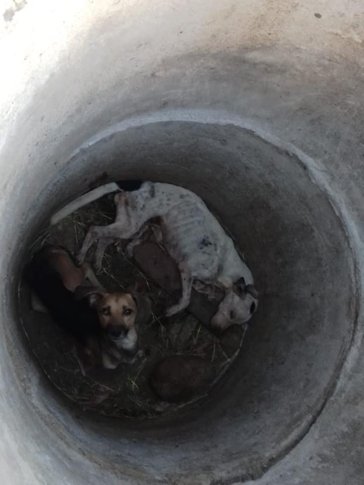 Rescatan a dos perritos de un pozo tras un mes desaparecidos en Costa Rica