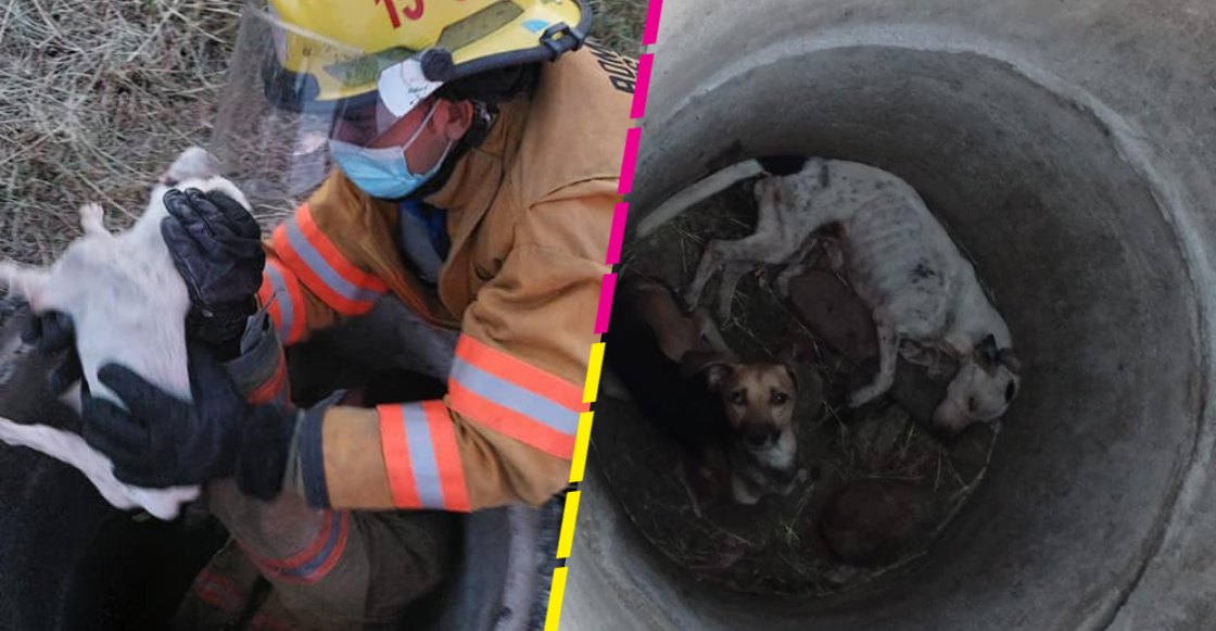 Rescatan a dos perritos de un pozo tras un mes desaparecidos en Costa Rica
