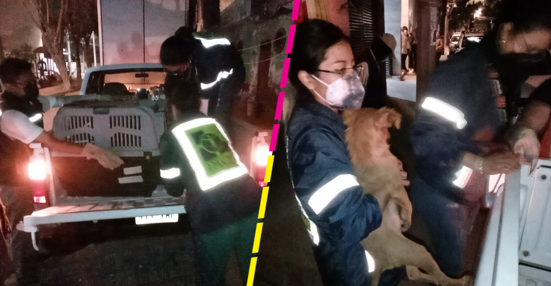 rescatan-perros-albergue-azcapotzalco