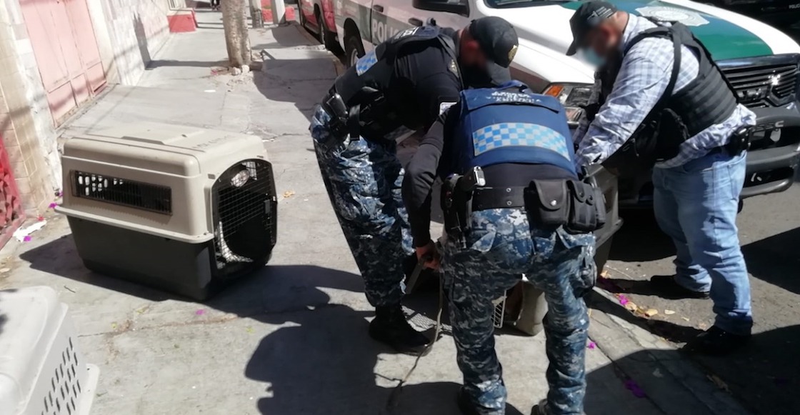 rescataron-12-perritos-maltratados-cdmx