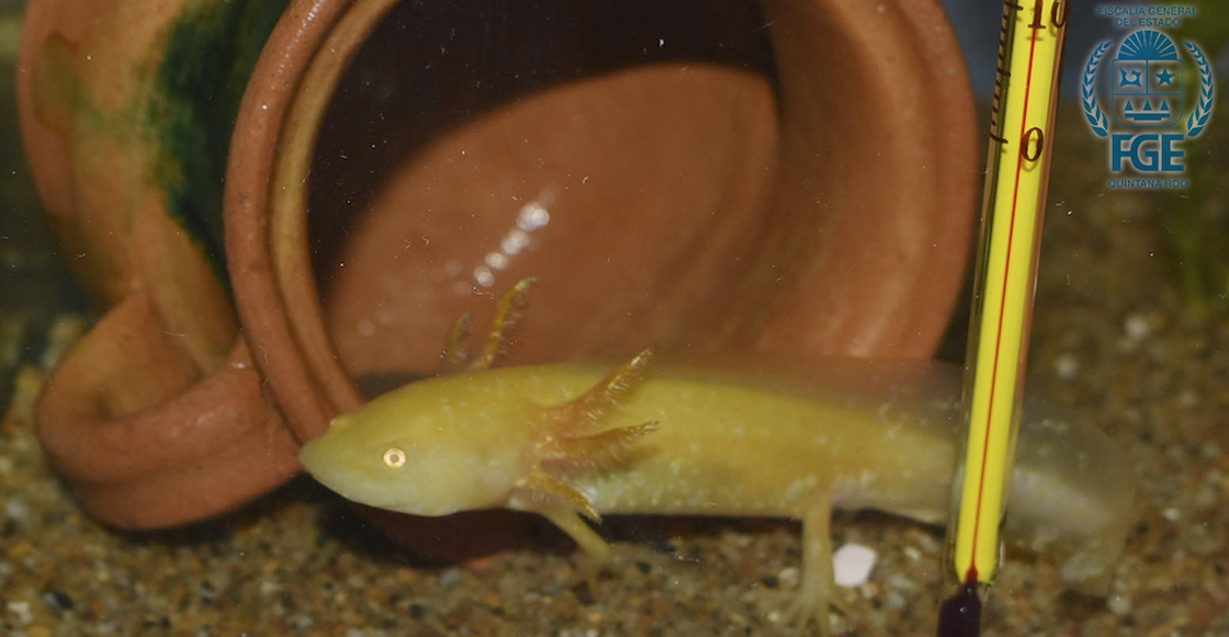 rescataron-animales-quintana-roo