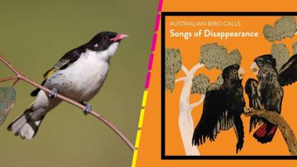 Songs of Disappearance: El disco con cantos de aves en peligro extinción que la rompe en Australia