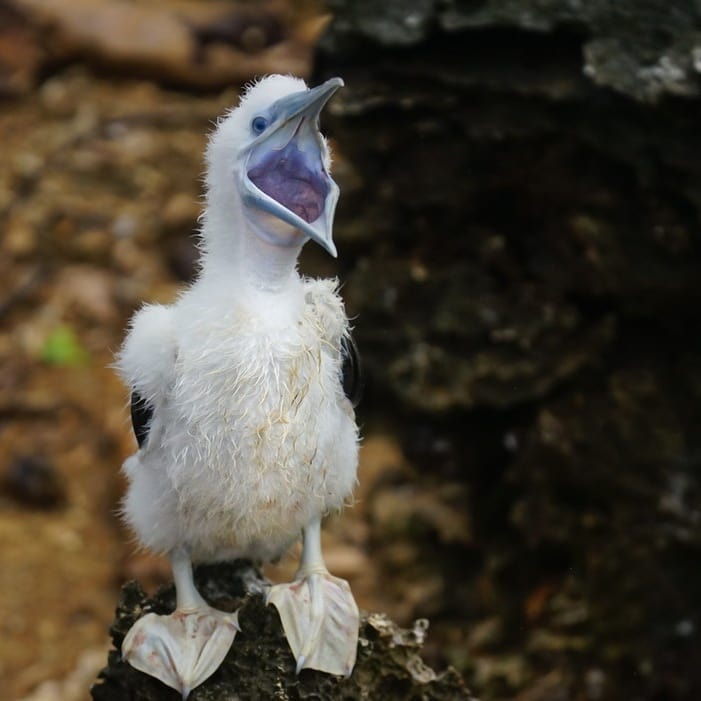 Songs of Disappearance: El disco con cantos de aves en peligro extinción que la rompe en Australia