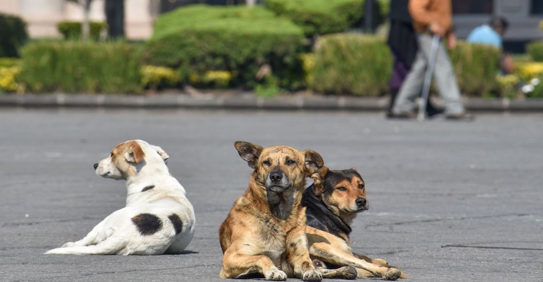 tabasco-perrito-denuncia-gas-chofer