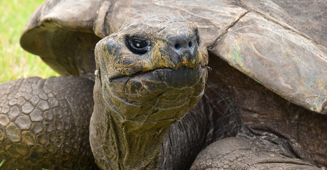 tortuga-jonathan-isla-elena-seychelles-190-anos-record-animal-mas-longevo-guinness-1.