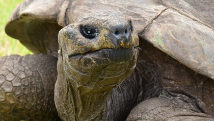 tortuga-jonathan-isla-elena-seychelles-190-anos-record-animal-mas-longevo-guinness-1.