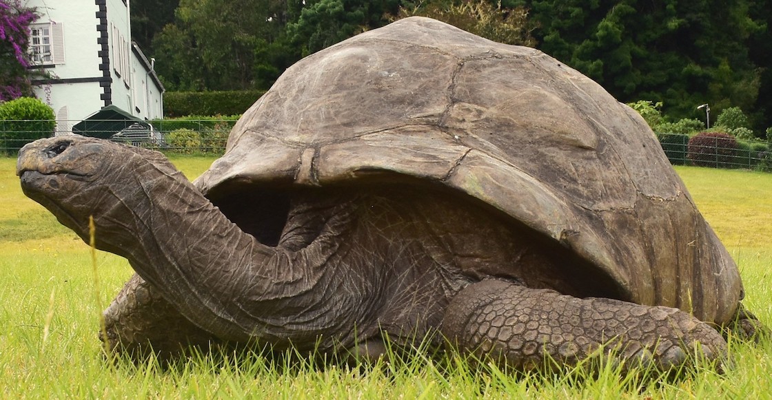 tortuga-jonathan-isla-elena-seychelles-190-anos-record-animal-mas-longevo-guinness-3