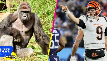 ¡Owwwwww! Bengals le dedicaría triunfo del Super Bowl a Harambe, el mítico gorila de Cincinnati