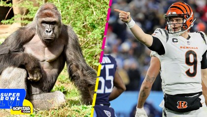 ¡Owwwwww! Bengals le dedicaría triunfo del Super Bowl a Harambe, el mítico gorila de Cincinnati