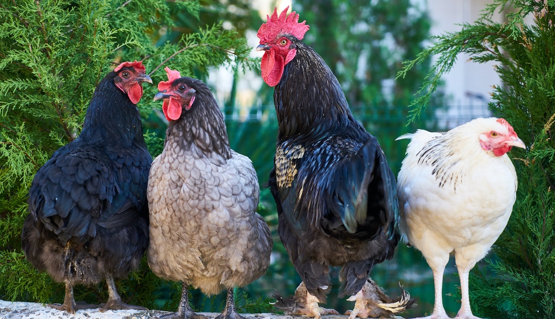 brote-gripe-aviar-paises-espana-gallinas