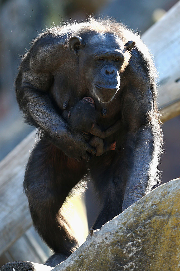  chimpances-gabon-estudio-africa