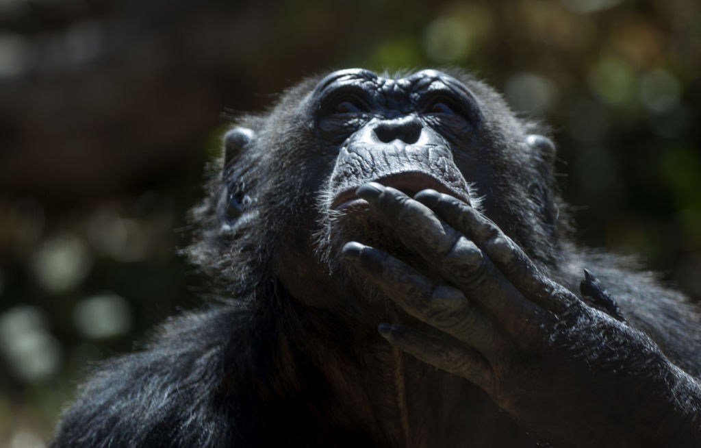  chimpances-gabon-estudio