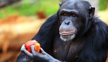 chimpances-medicos-amigos-investigacion