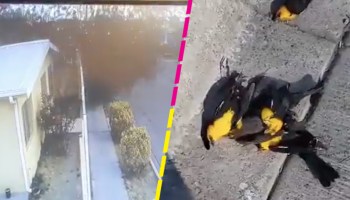 cientos-aves-cayeron-muertas-chihuahua-video