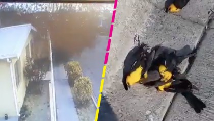 cientos-aves-cayeron-muertas-chihuahua-video