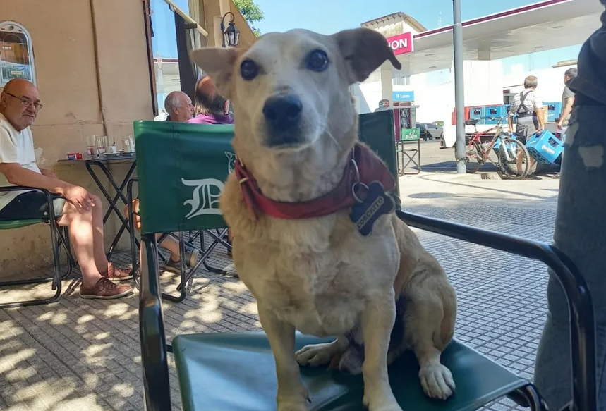 Conoce a Corchito, el perrito que acompaña a los clientes solitarios de un bar