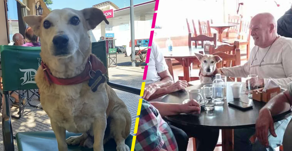 Conoce a Corchito, el perrito que acompaña a los clientes solitarios de un bar