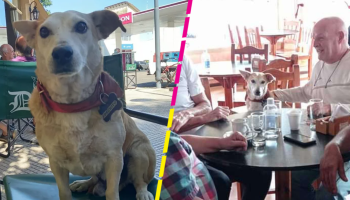 Conoce a Corchito, el perrito que acompaña a los clientes solitarios de un bar