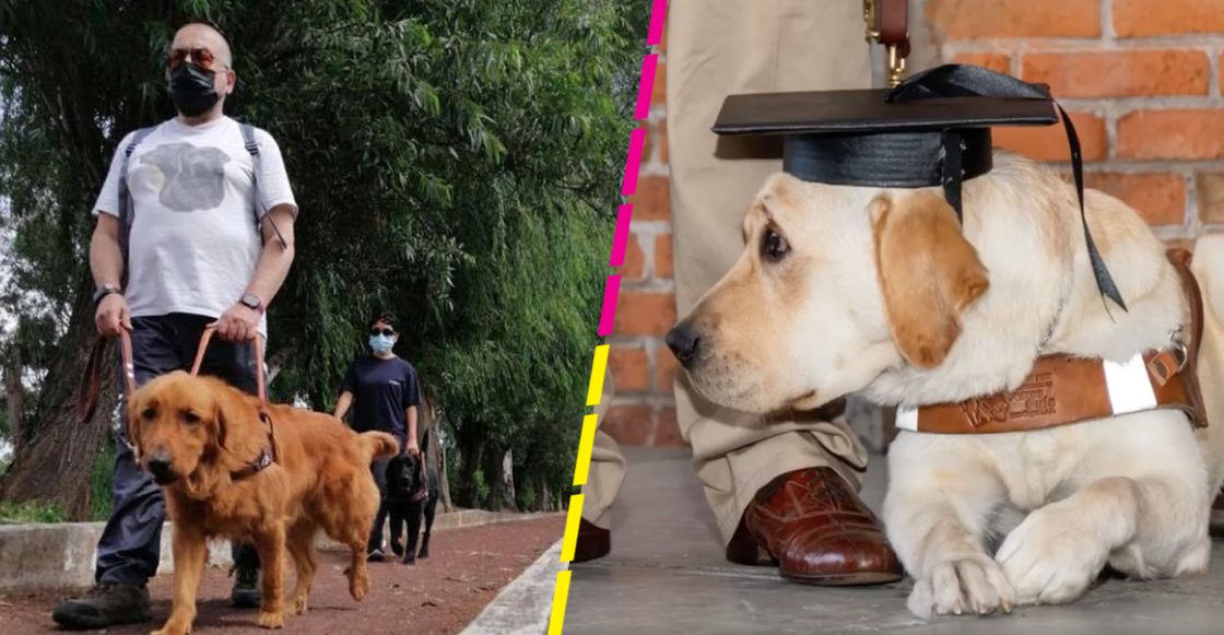 escuela-perros-guia-mexico