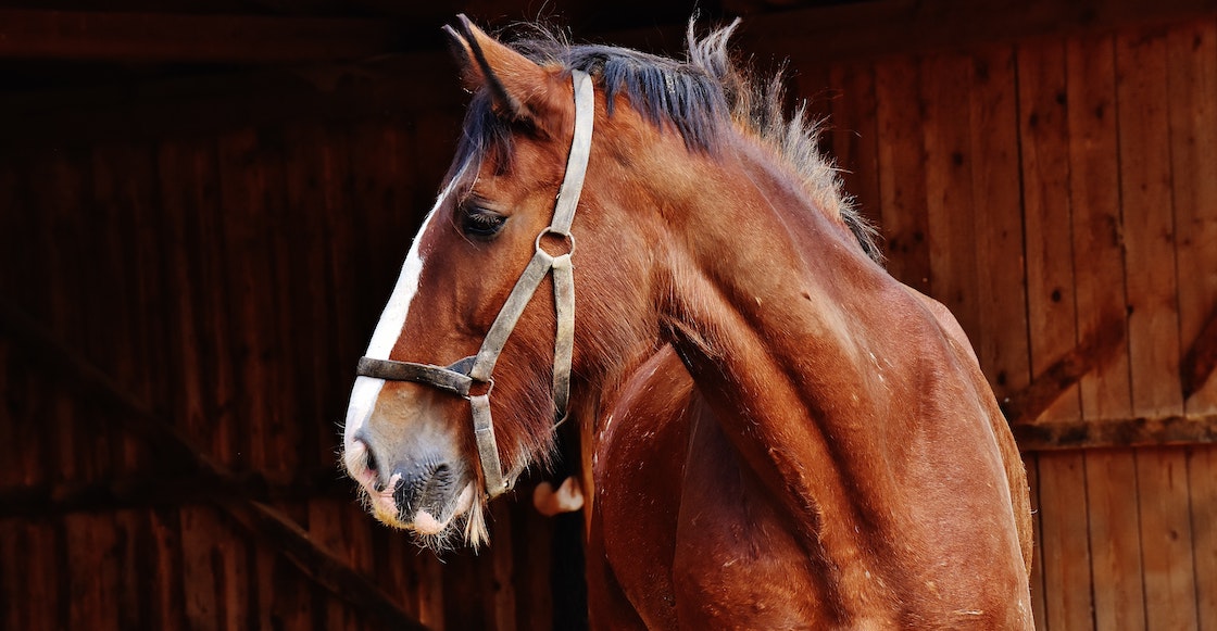 ivermectina-medicina-que-es-paso-cdmx-sheinbaum-experimento-falso-miles-personas-covid-4