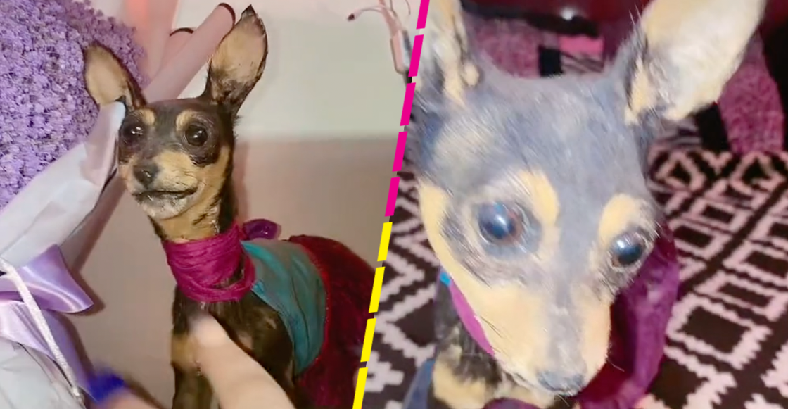 "No quedó como ella era": Joven diseca a su perrita Chihuahua y el resultado se hace viral